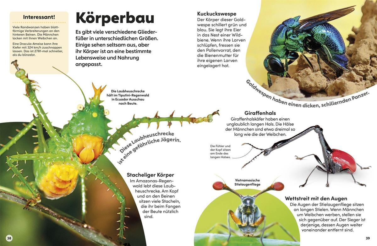 Weitere Ansicht: memo Wissen Kids. Insekten