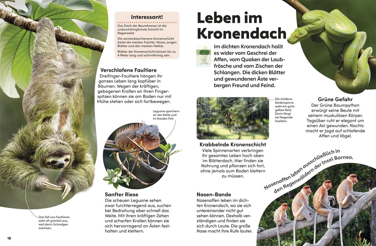 Weitere Ansicht: memo Wissen Kids. Der Regenwald