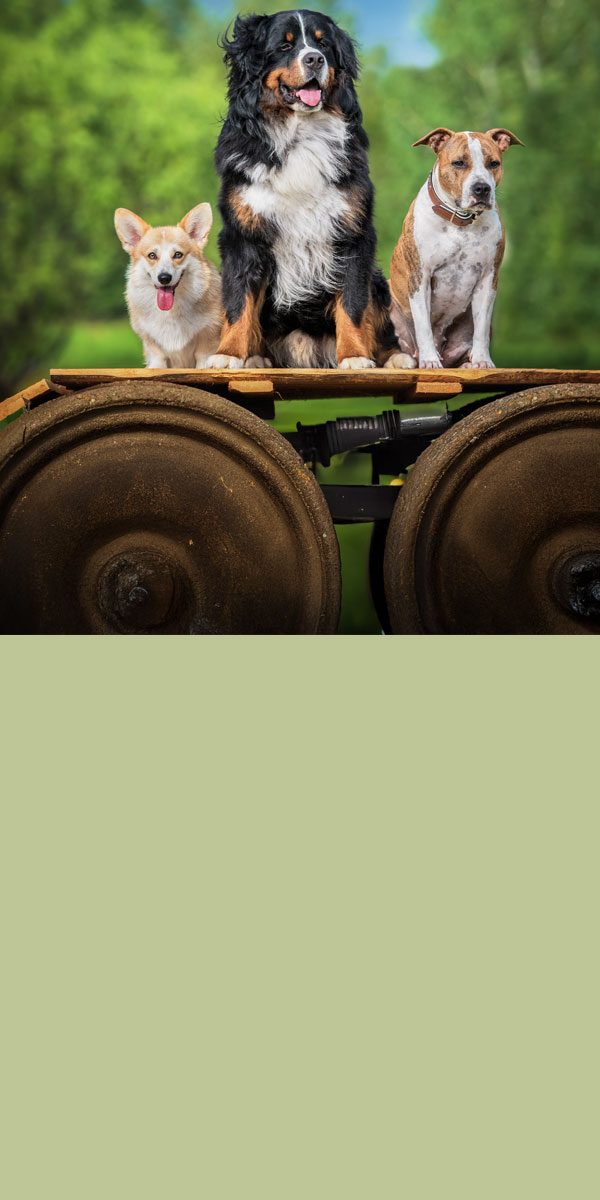 Alles über Hunde