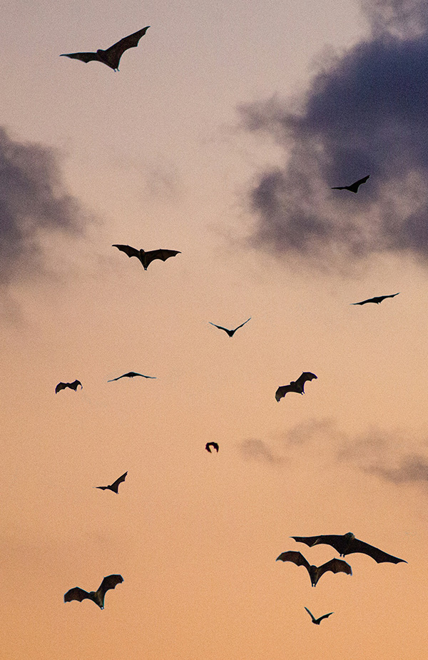 10 Bücher mit Hexen, Werwölfen und Vampiren