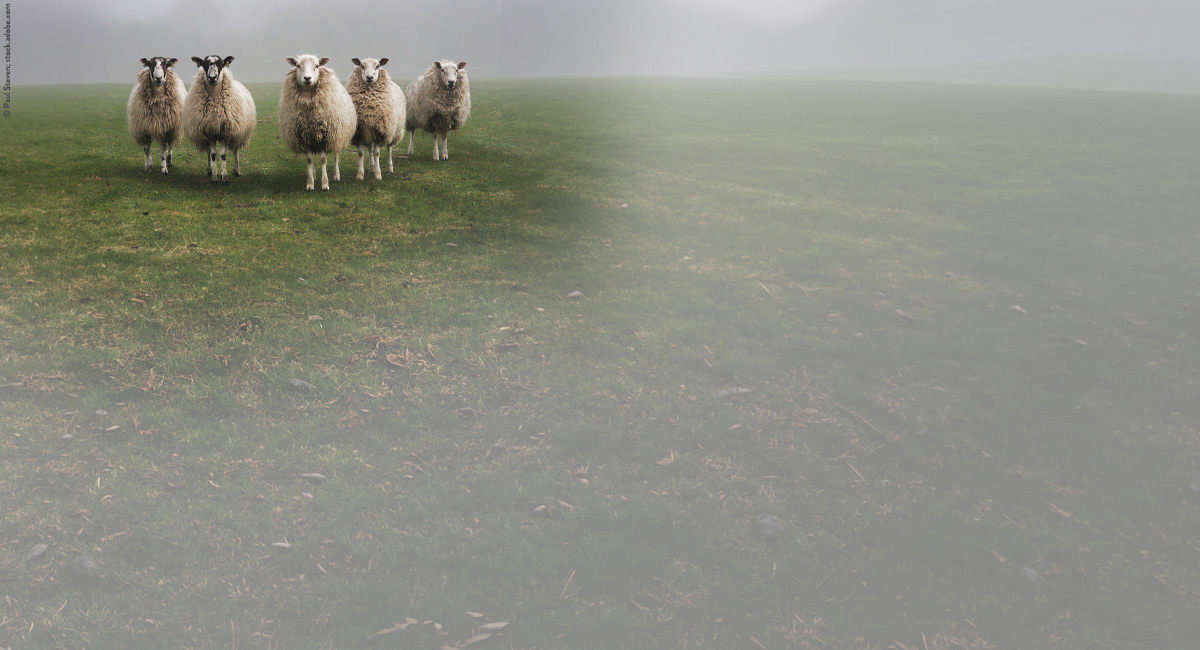 buechermenschen Schafe