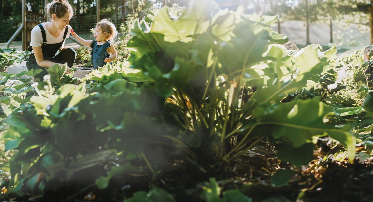 Ab in den Garten - Die besten Gartenratgeber